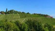 Oostenrijk, Steiermark - wijn